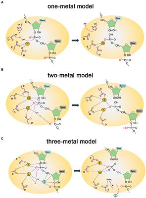 The catalytic mechanism, metal dependence, substrate specificity, and biodiversity of ribonuclease H